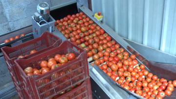 Elévateur à rouleau pour tomate