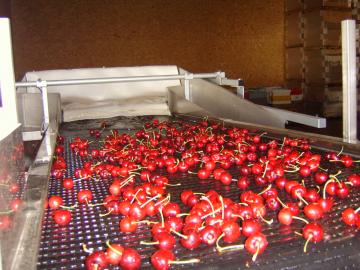 Sortie de séparateur. Les cerises sont individualisées sans être abimées.