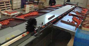 Calibfruit 5m50 - Abricot Calibfruit 5m50 - Abricot