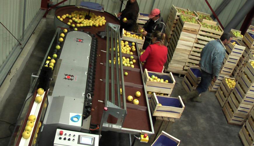 CalibFruit Pomme