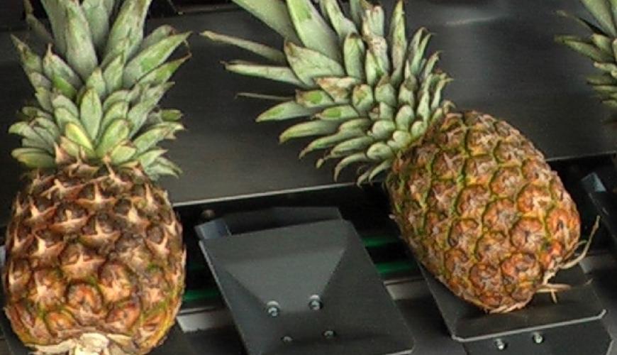CalibFruit XL