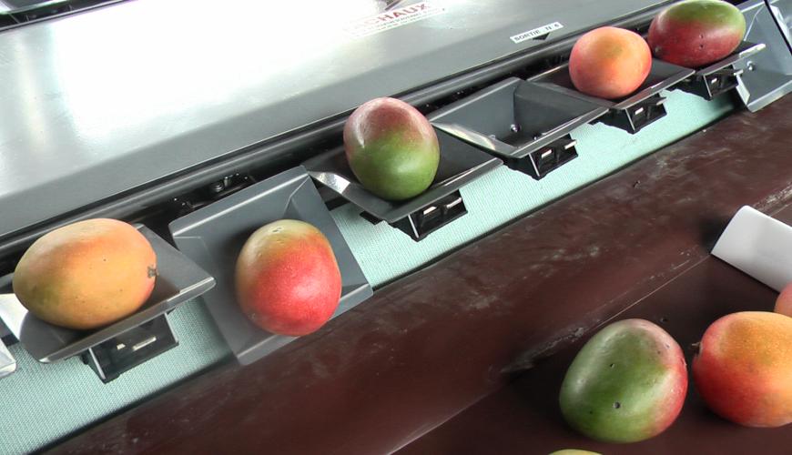 CalibFruit XL