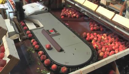 CalibFruit pêche