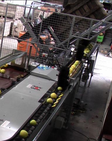 Vide palox pomme sur CalibFruit