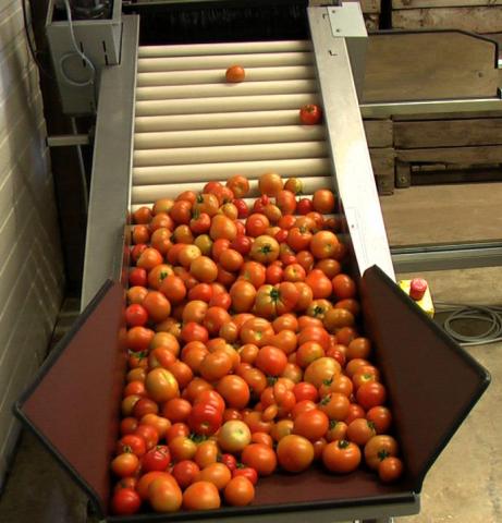 Elevateur à rouleau tomate