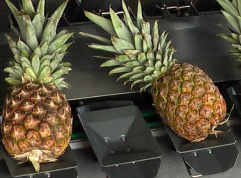 CalibFruit XL
