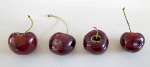 Défauts sur cerise